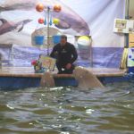 Благотворительное представление дрессированных дельфинов и морских котиков